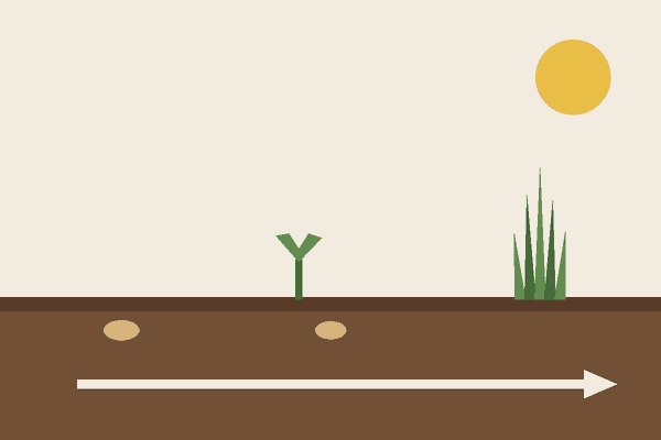 Three stages of grass growth from a seed in soil to a sprout to a grass tuft, with an arrow showing time passing